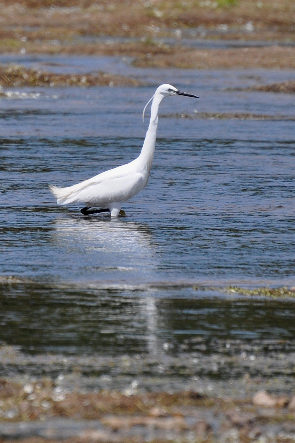Oiseau