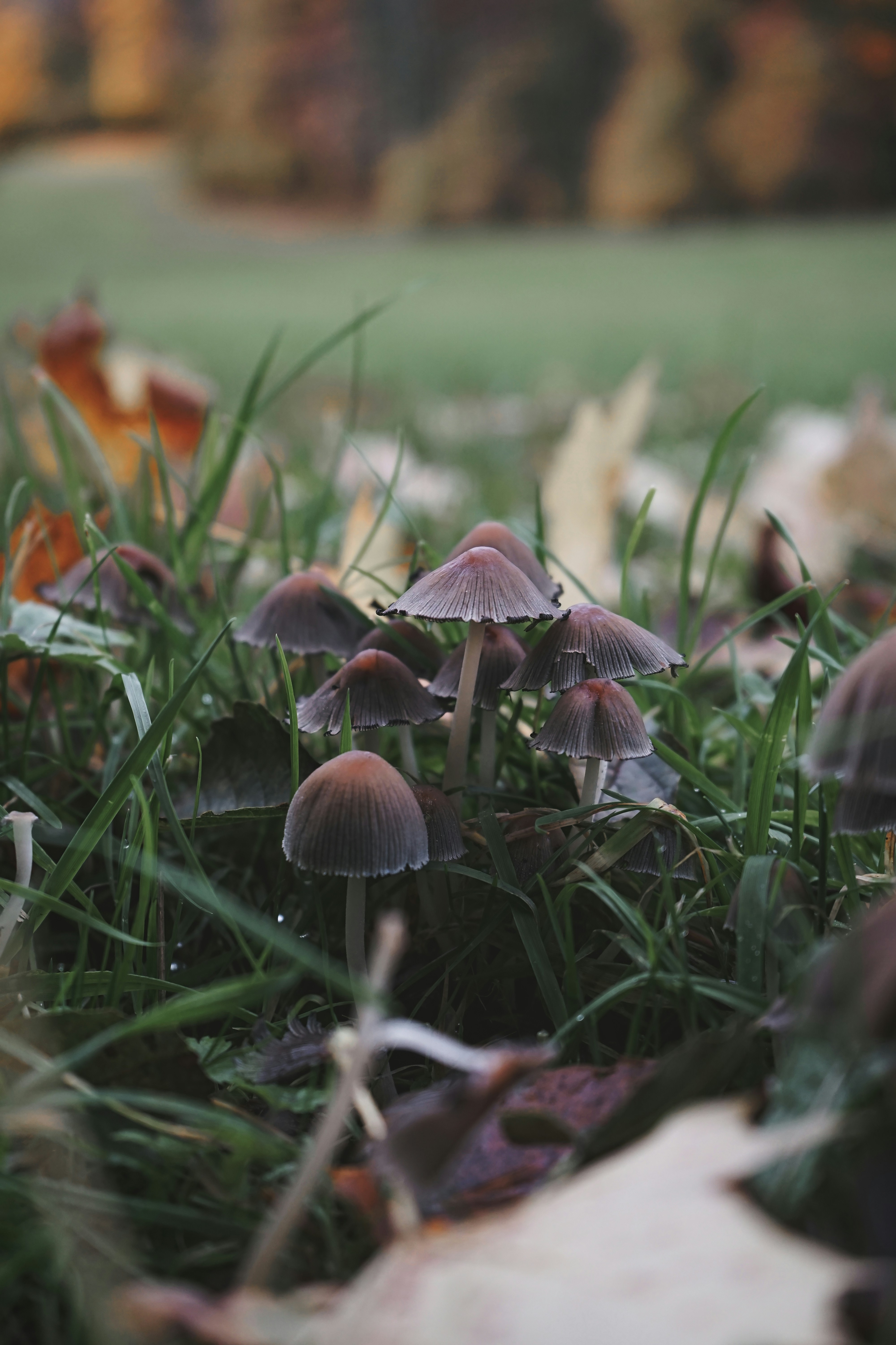 Les champignons, des goûts et des couleurs