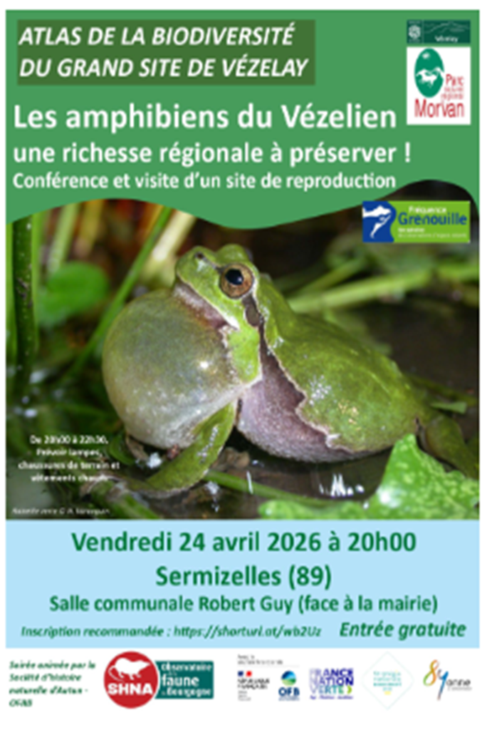 Les amphibiens du Vézelien