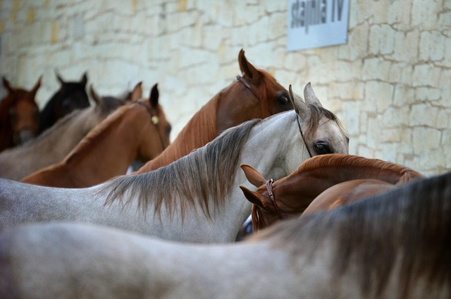 Chevaux