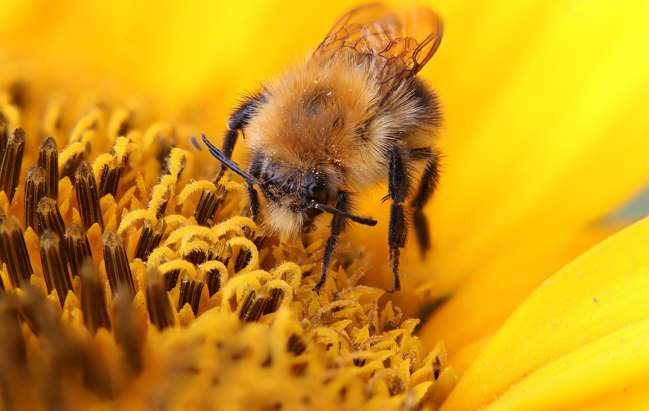 Sur les traces des insectes...