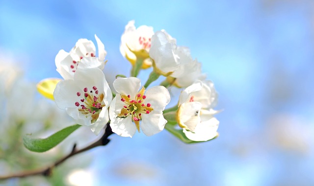 MARCHÉ AUX FLEURS ET PRODUITS DU TERROIR