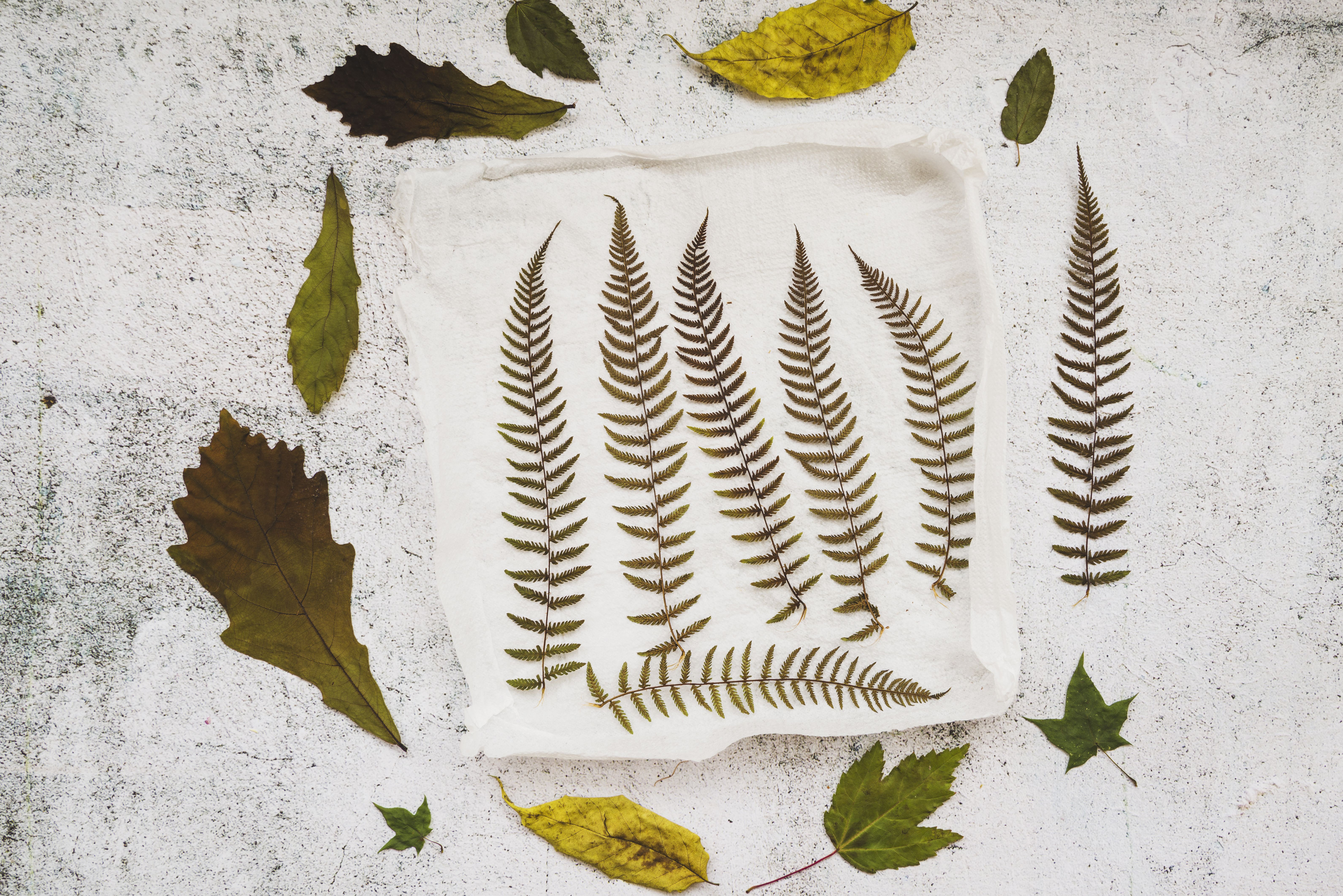 application-with-dried-leaves