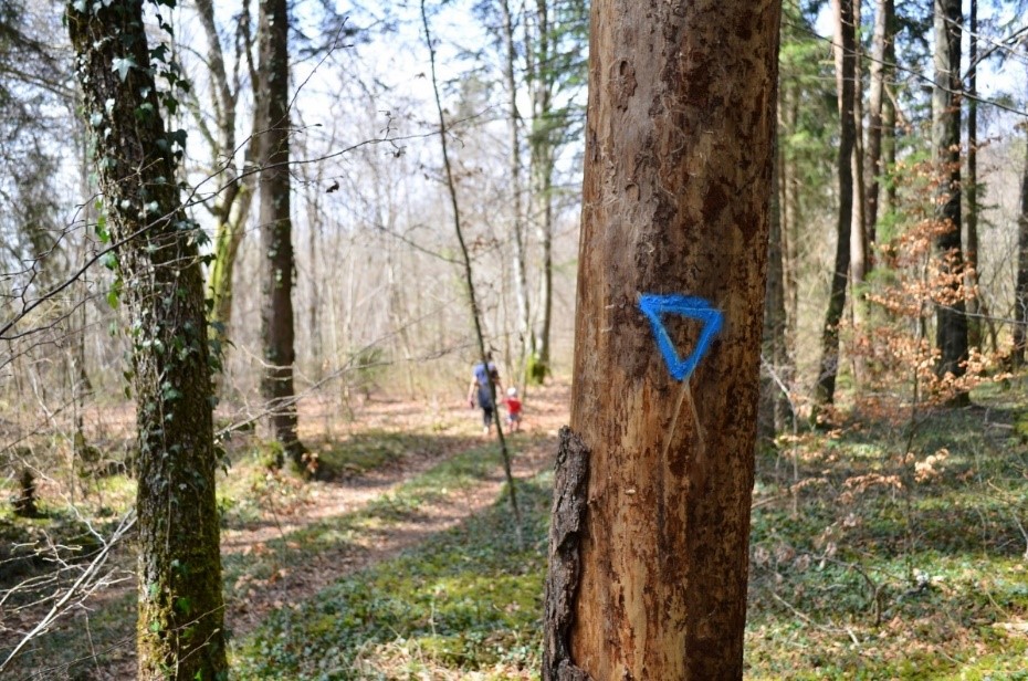 Mission biodiversité : les secrets des arbres bio au Parc national de forêts