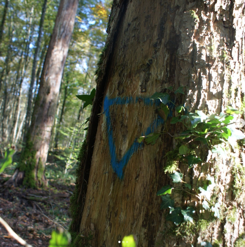 Arbre bio triangle bleu 