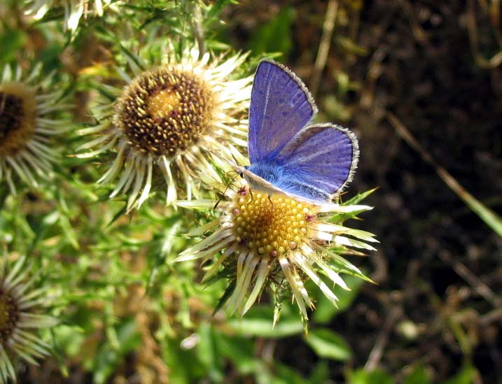 Les insectes, une petite taille mais une grande importance