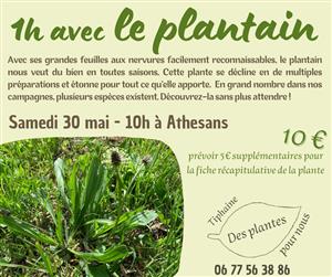 Atelier plantes médicinales