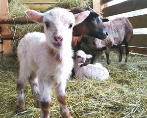 Parc animalier Au Gré du Pré