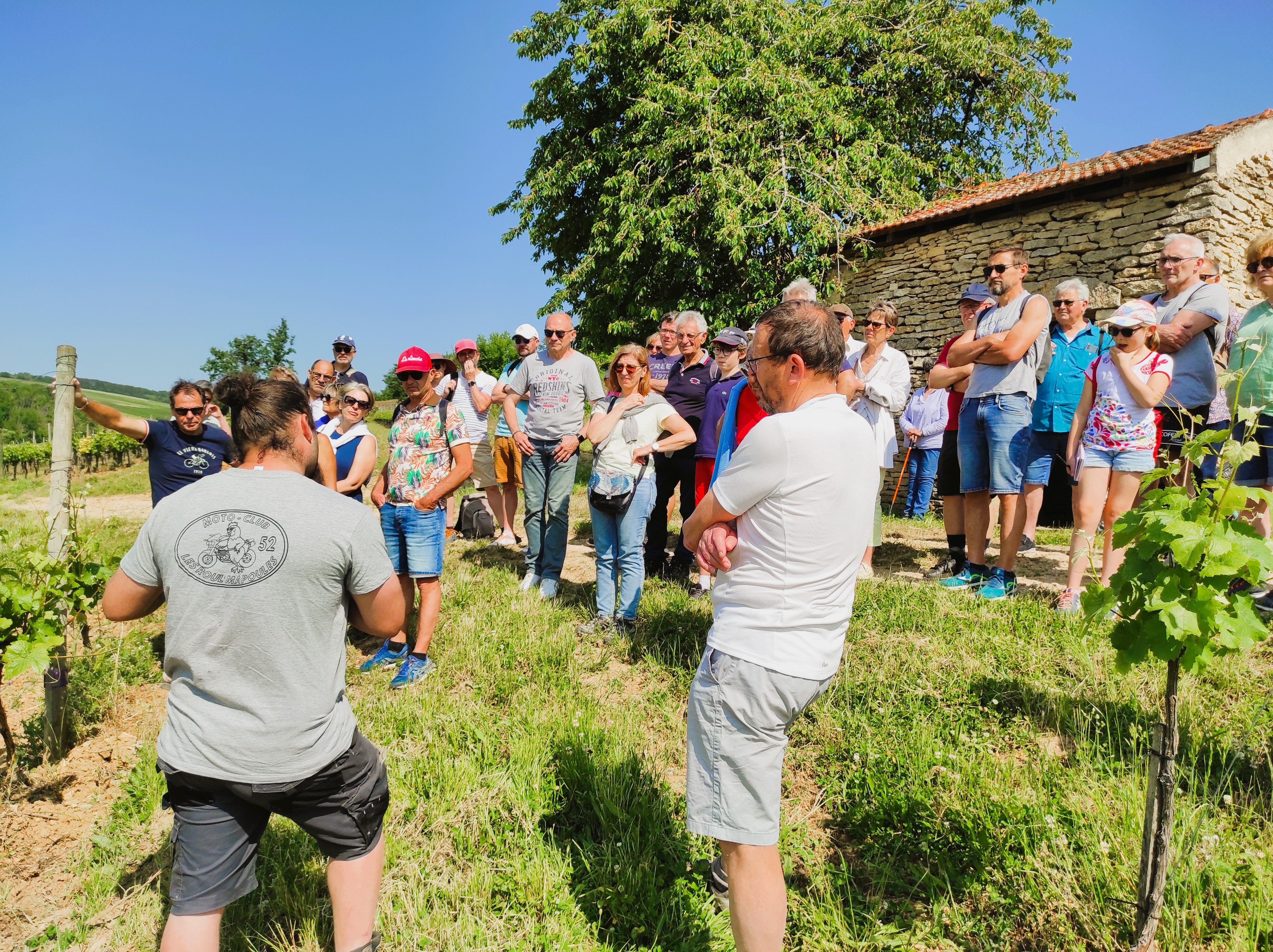 balade dans les vignes 