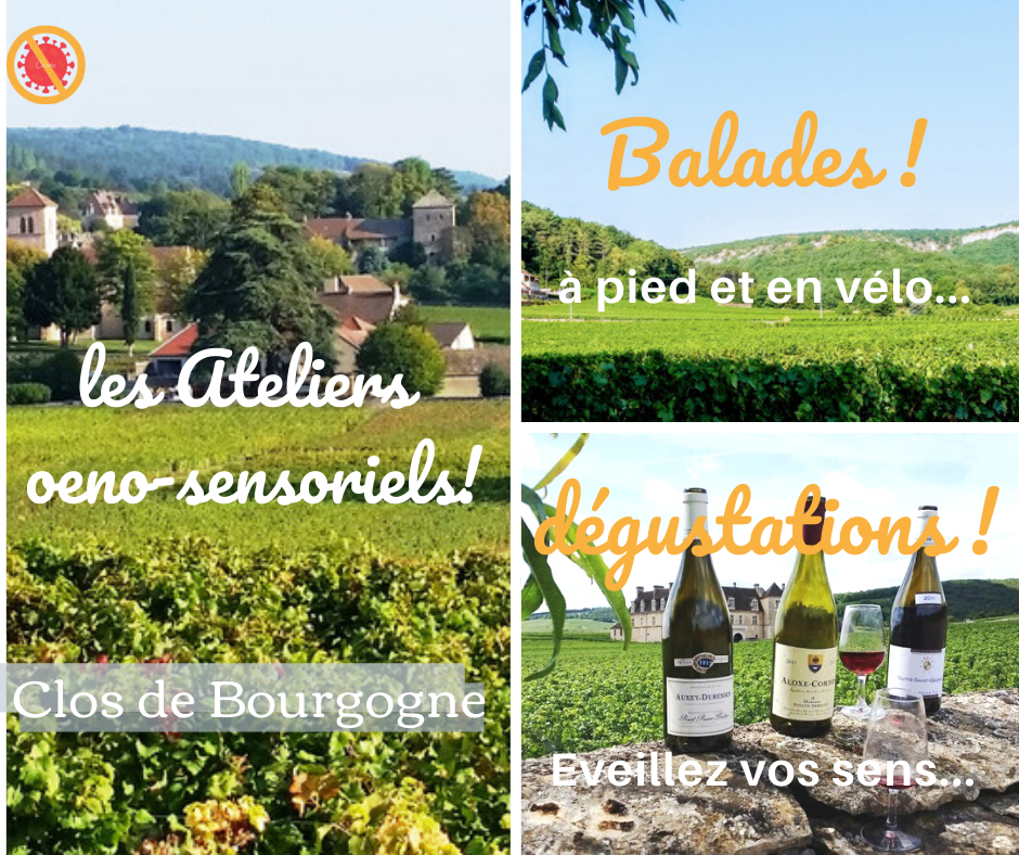 balade découverte de la vigne au vin de bourgogneoeno_sensorielle