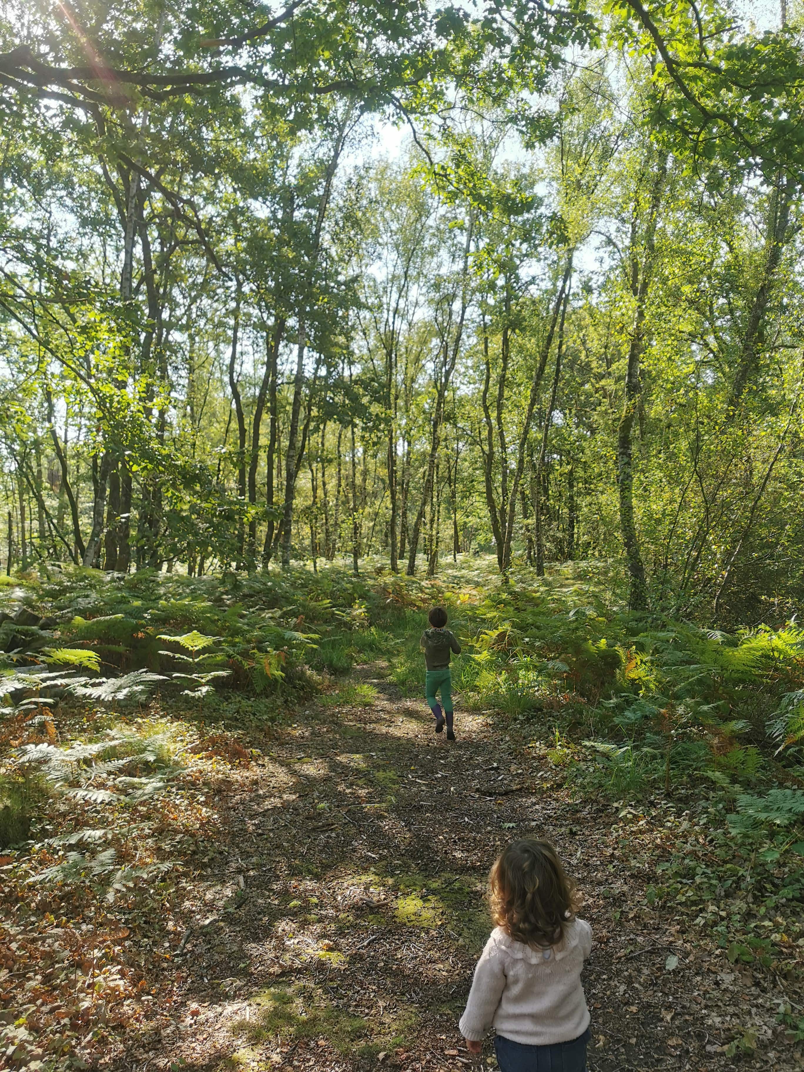 balade-eloge-en-foret