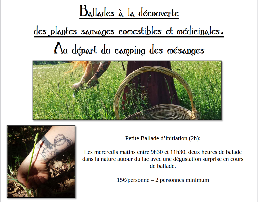 Balade à la découverte des plantes sauvages comestibles et médicinales