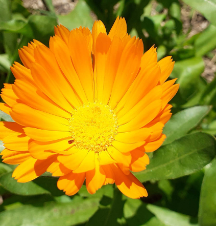 baume aux plantes