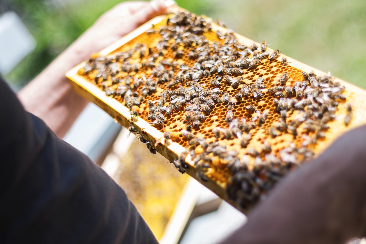 Cours d’apiculture