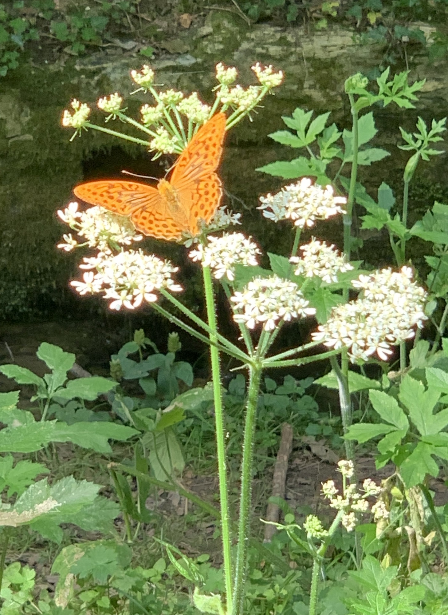 berce et tabac d'espagne