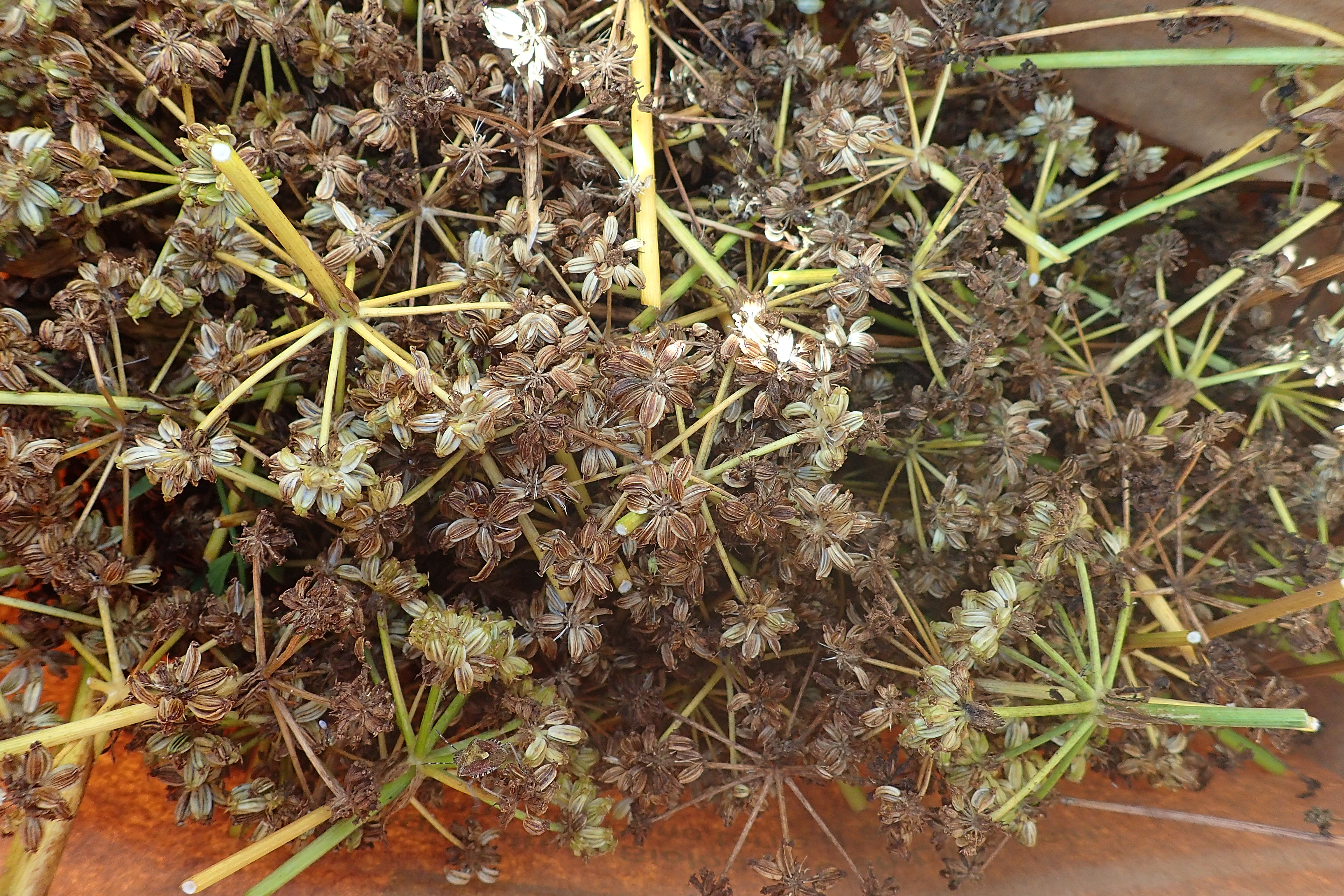 Berce sèche
