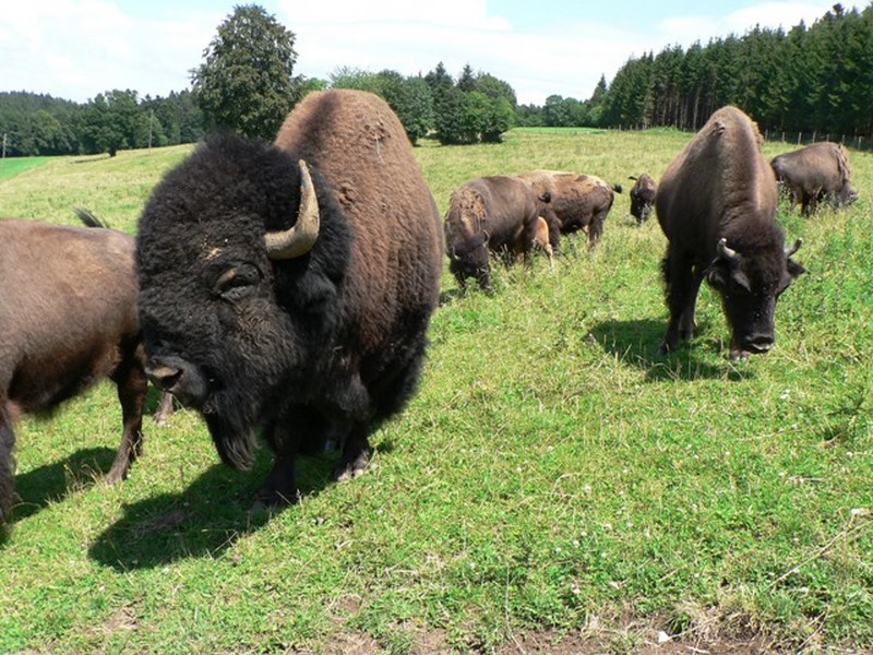 VISITE D'UN ELEVAGE DE BISONS AMERICAINS_1