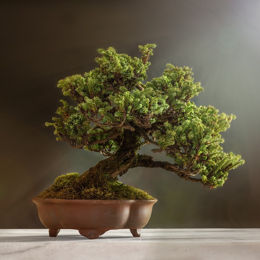 bonsai_©pixabay