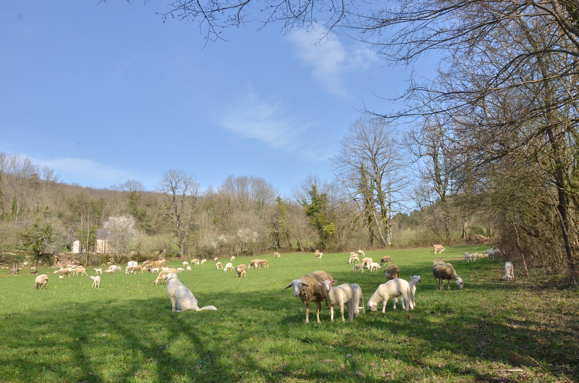 brabis au chant des lulus