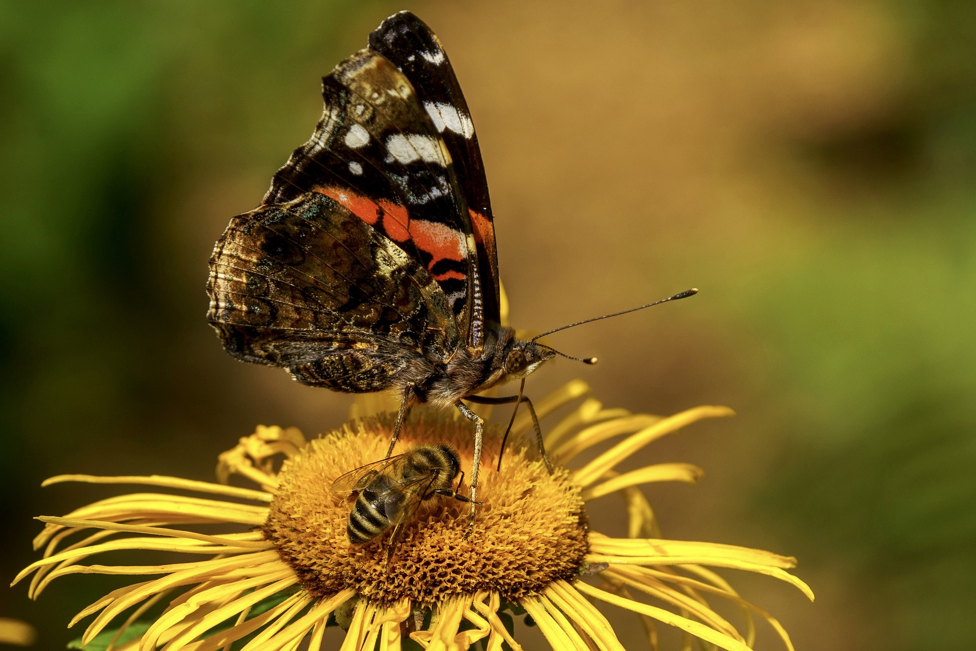 Insectes et fleurs 