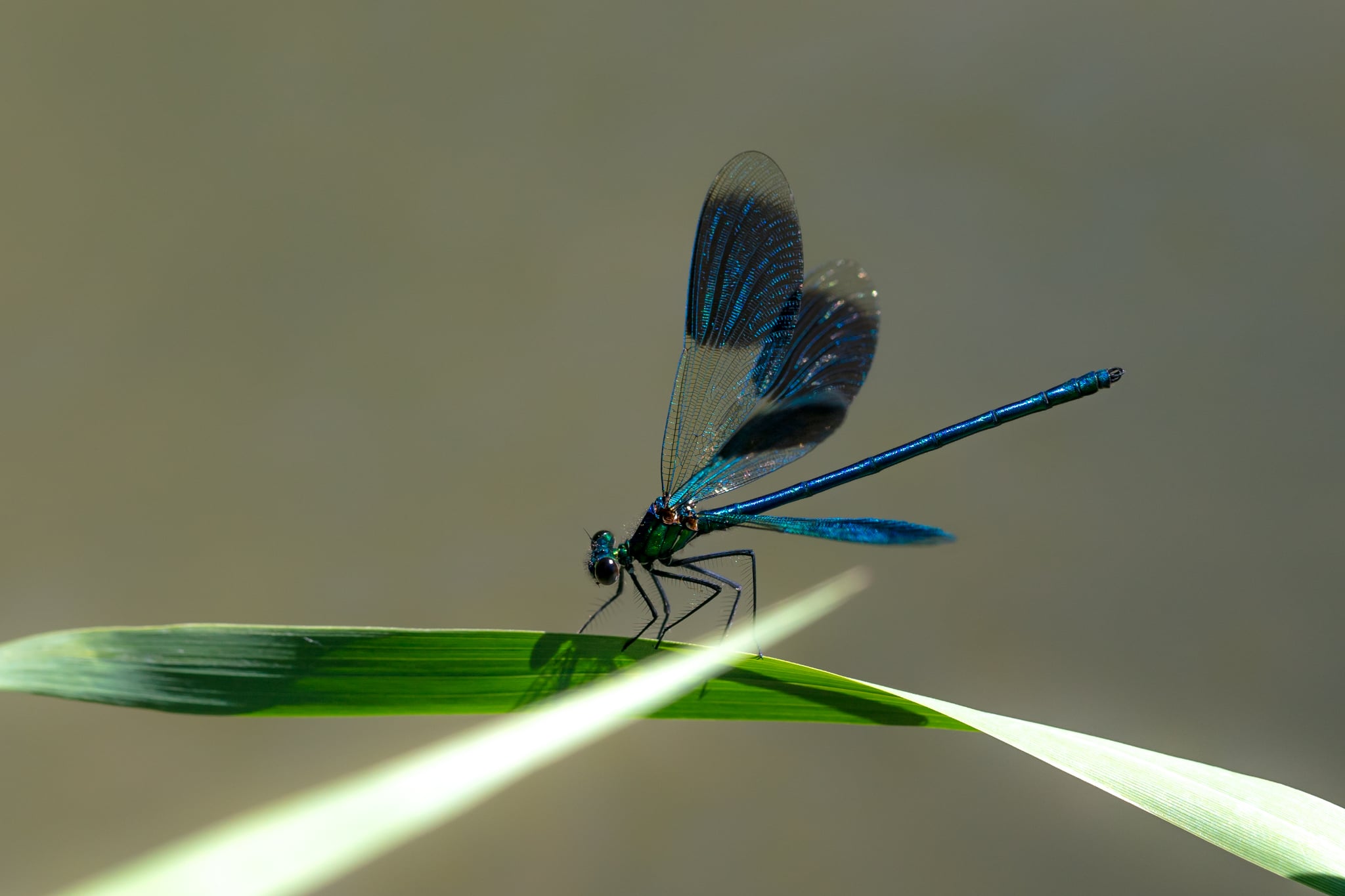 Le safari des petites bêtes