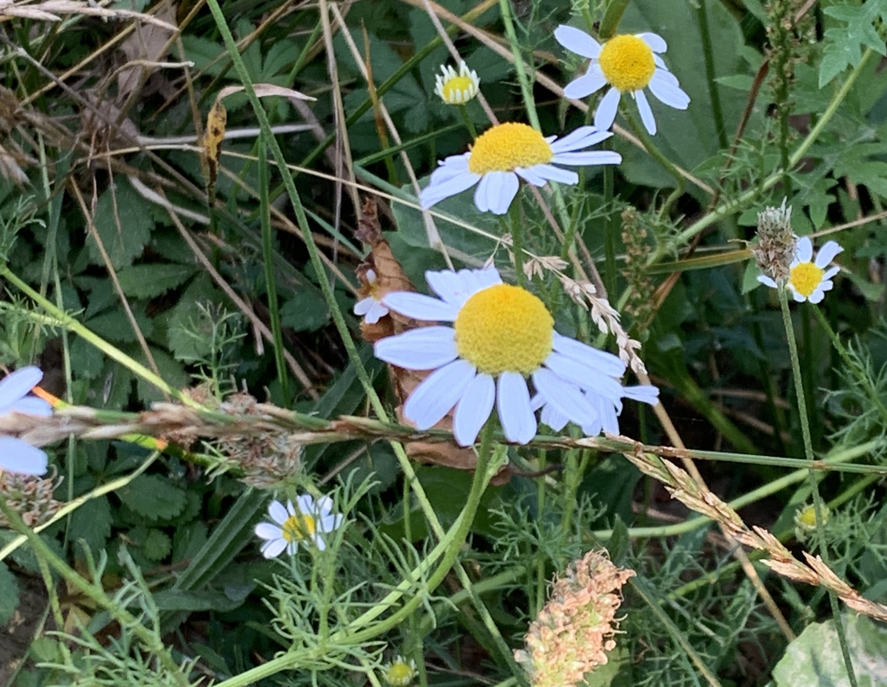 camomille matricaire