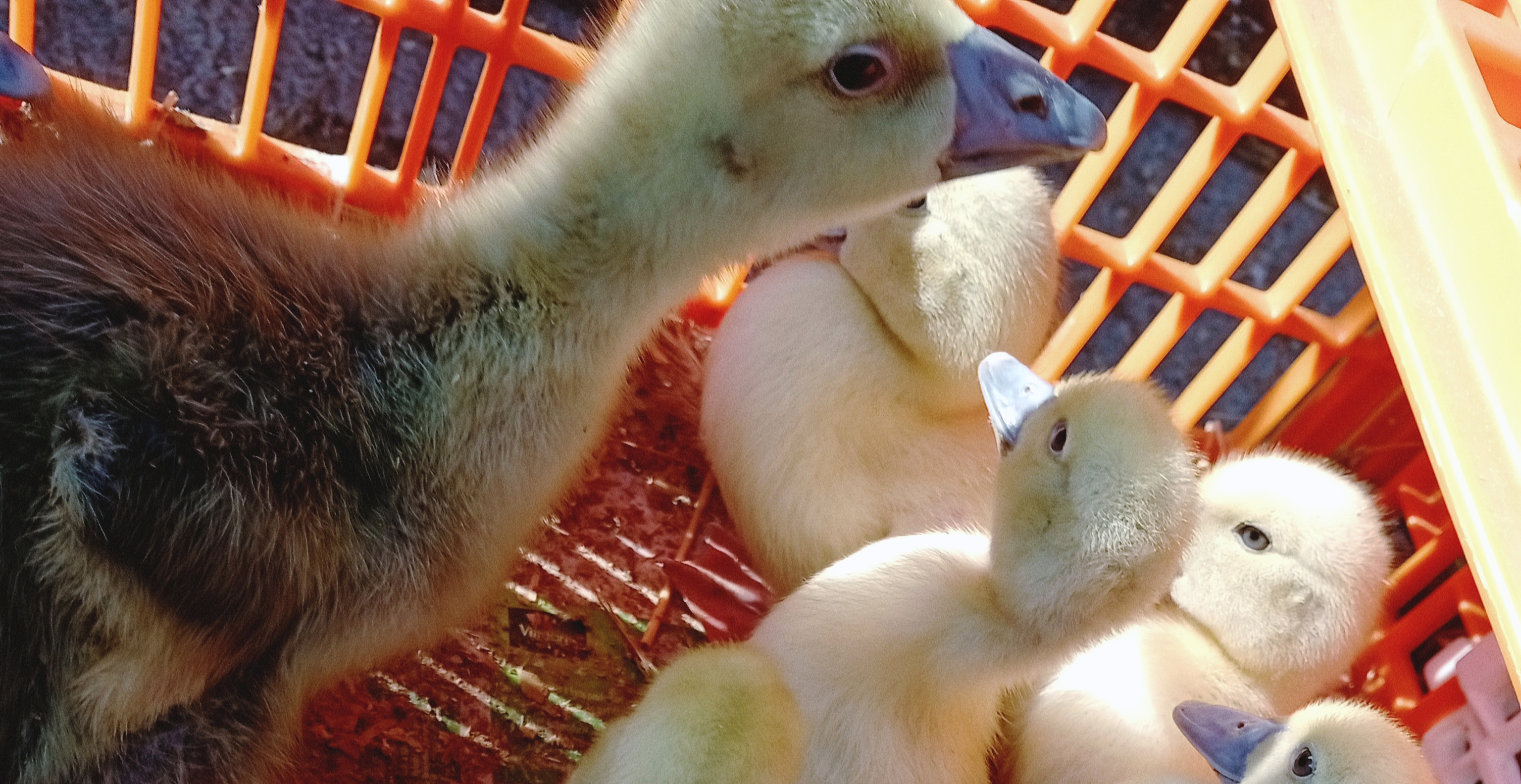 Marcigny fête Pâques