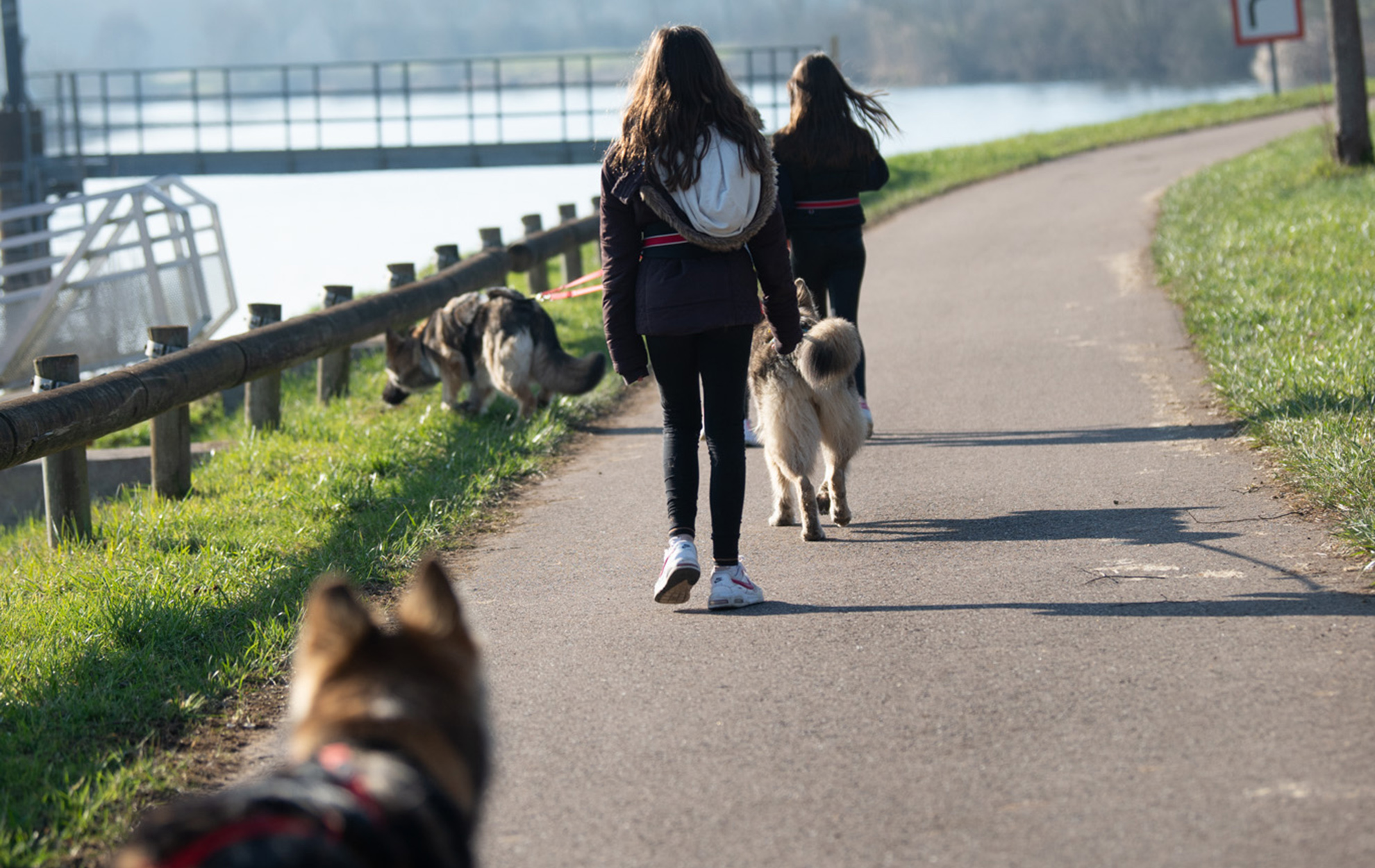 Cani-Rando en famille