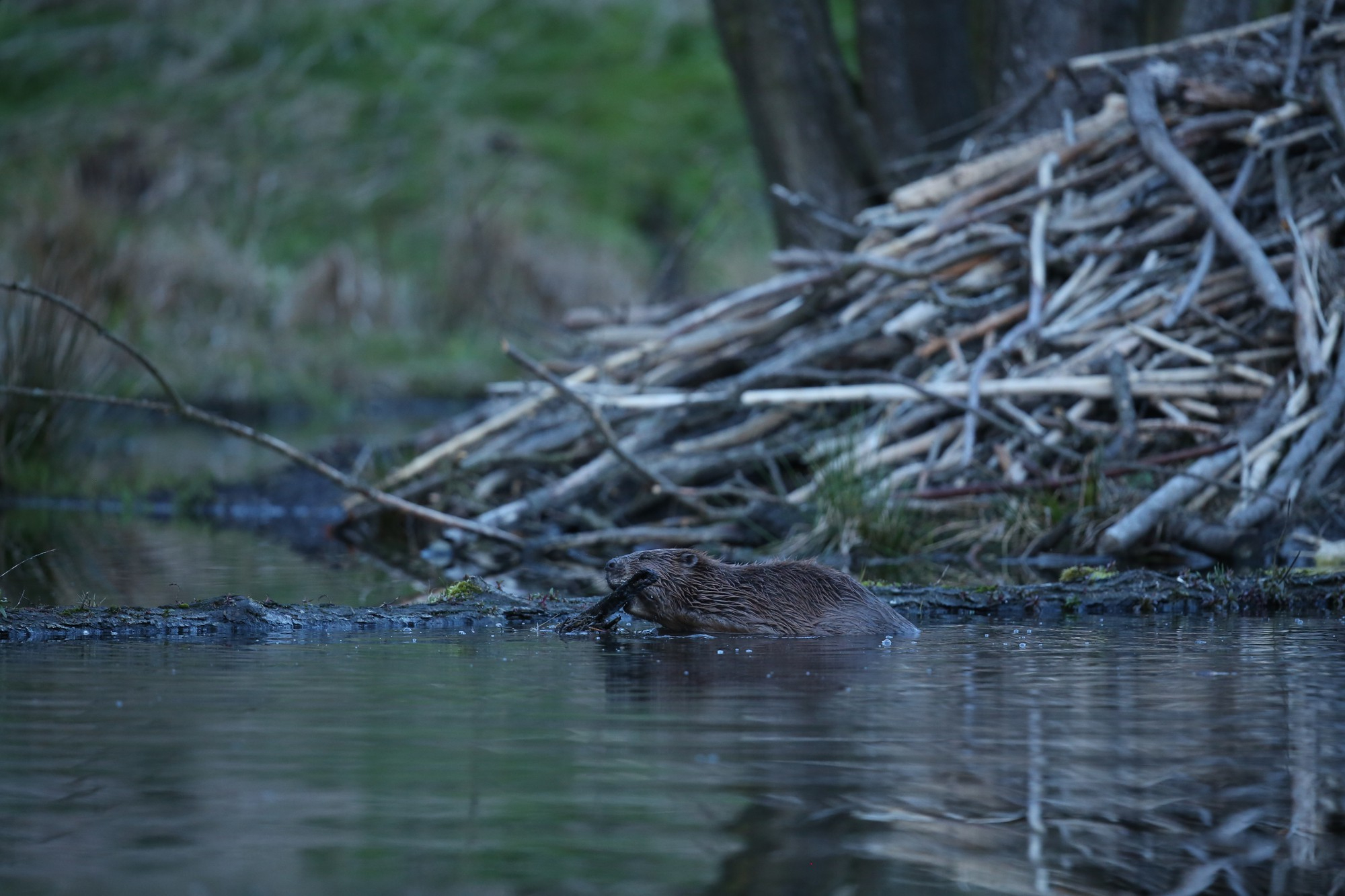 castor-europeen-sauvage-dans-magnifique-habitat-naturel-republique-tcheque