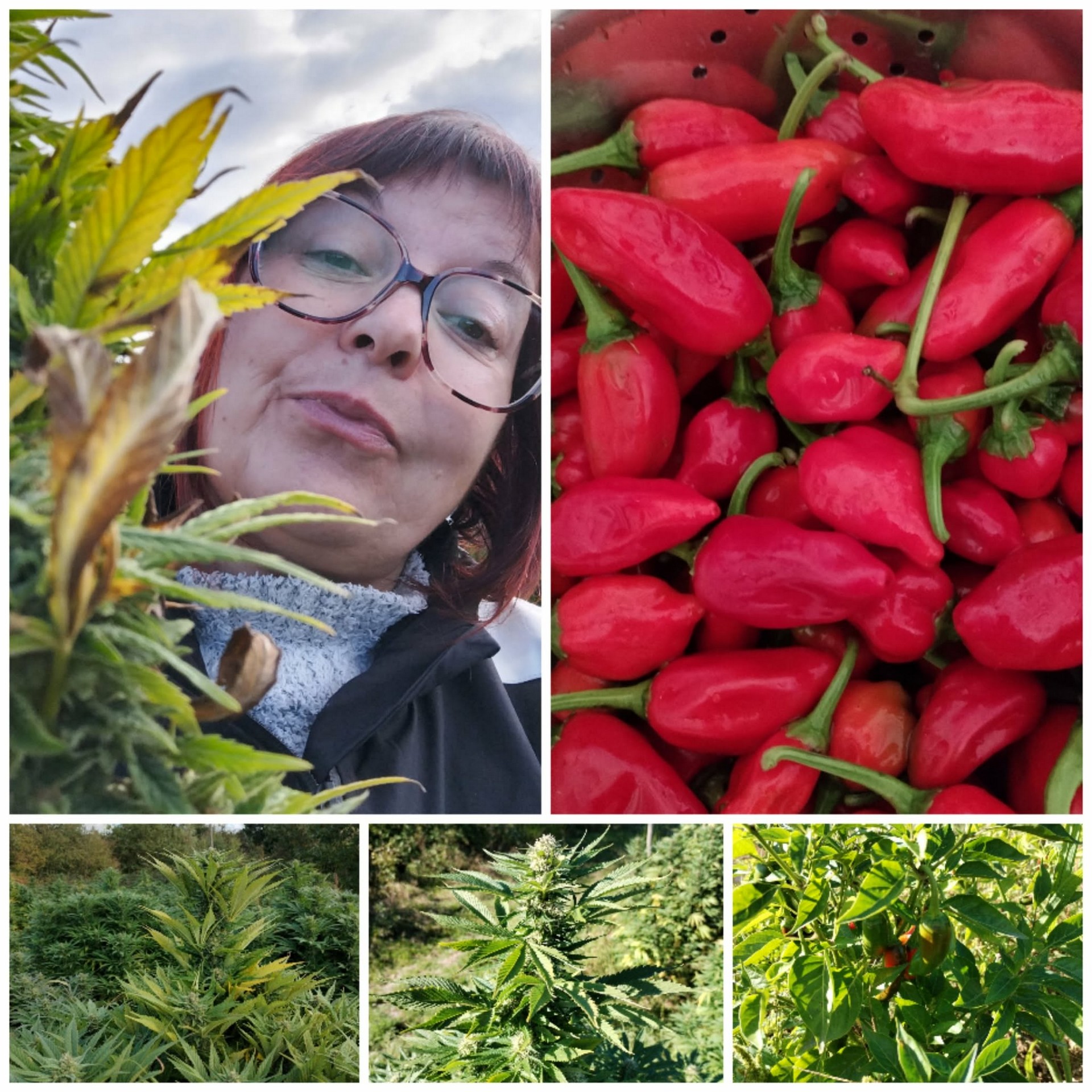 Family Chanvre & Piment de Bresse
