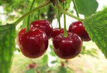 Vente de cerises