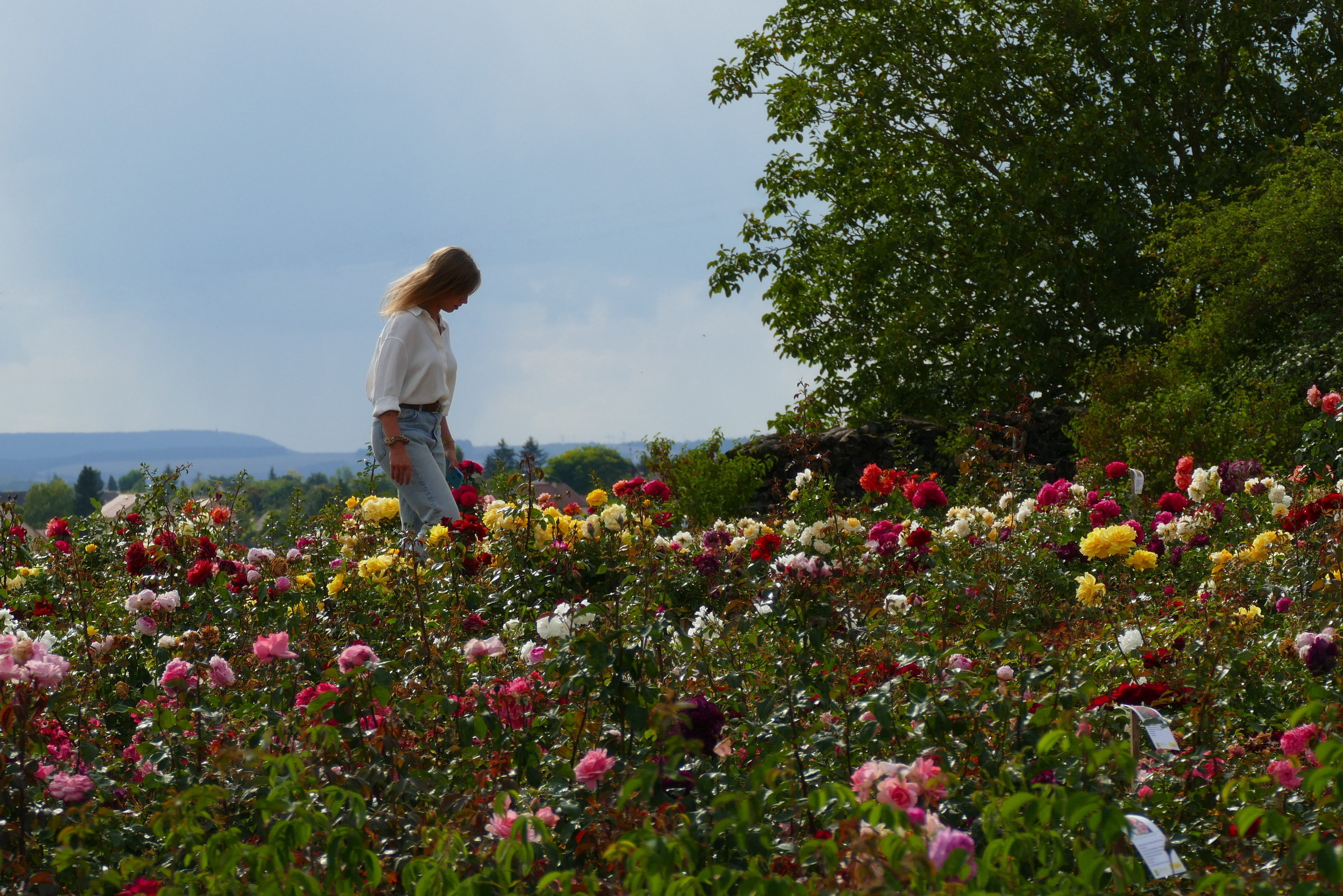 champ rosiers avec cecile recadre loin sans fils