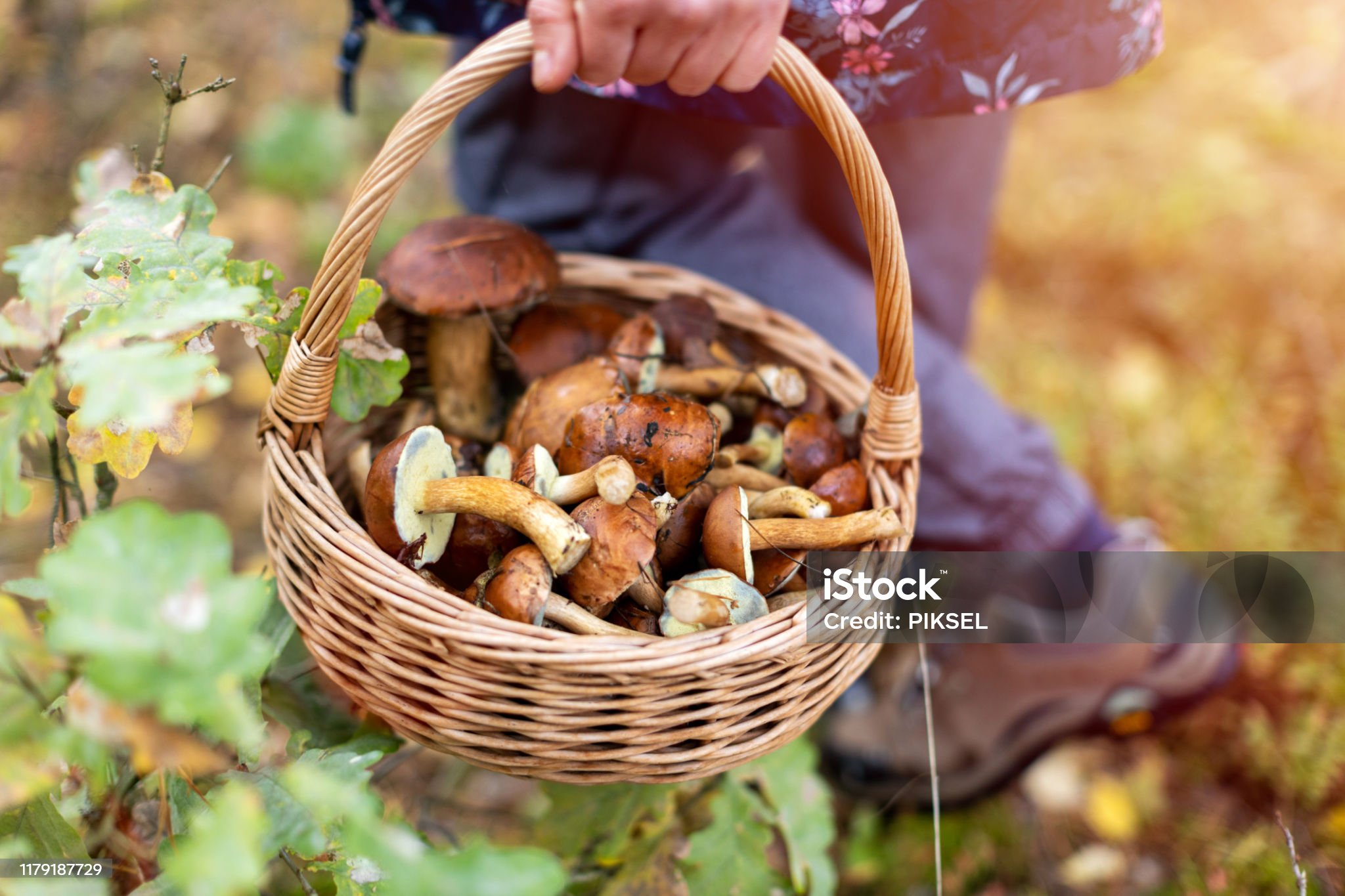 champignon
