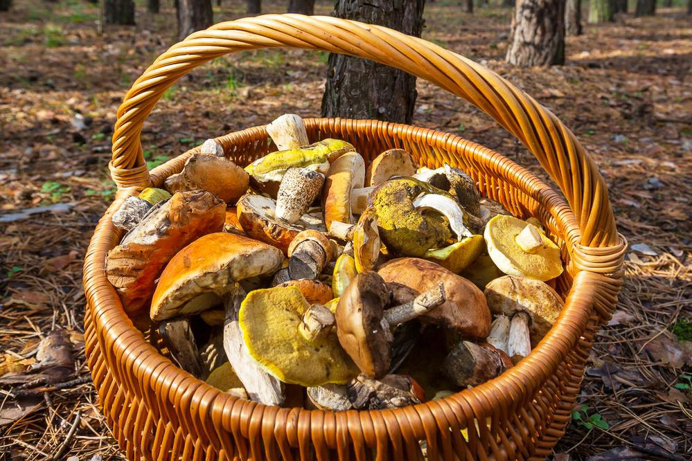 champignons--freepik