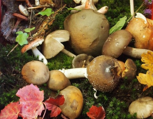 champignons