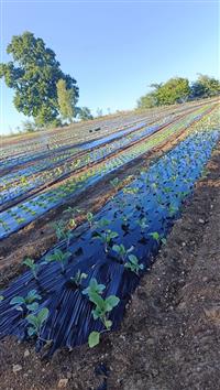 Au Potager des Magny