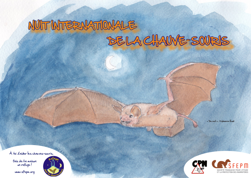 chauve_sourisvf