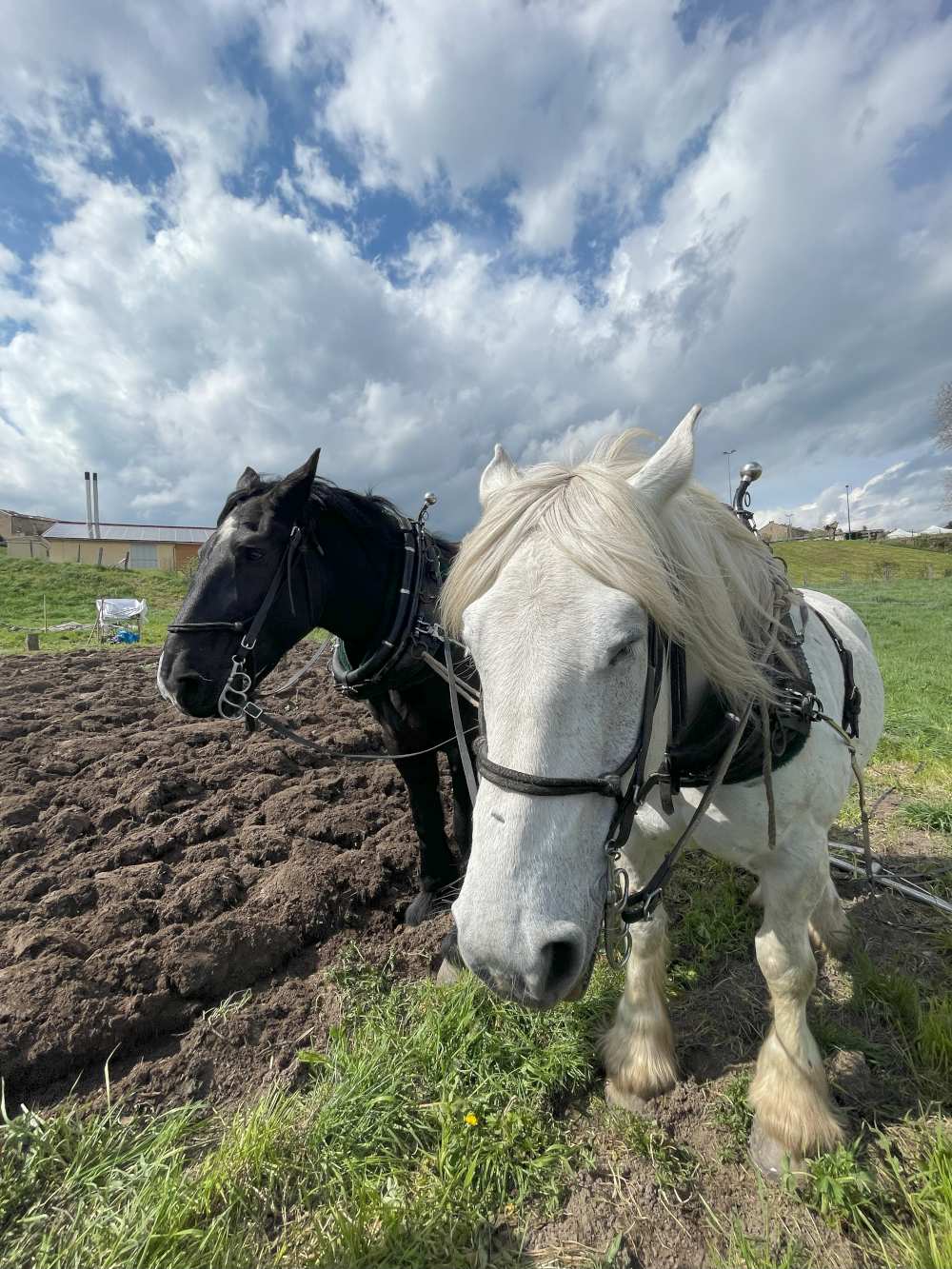 chevaux