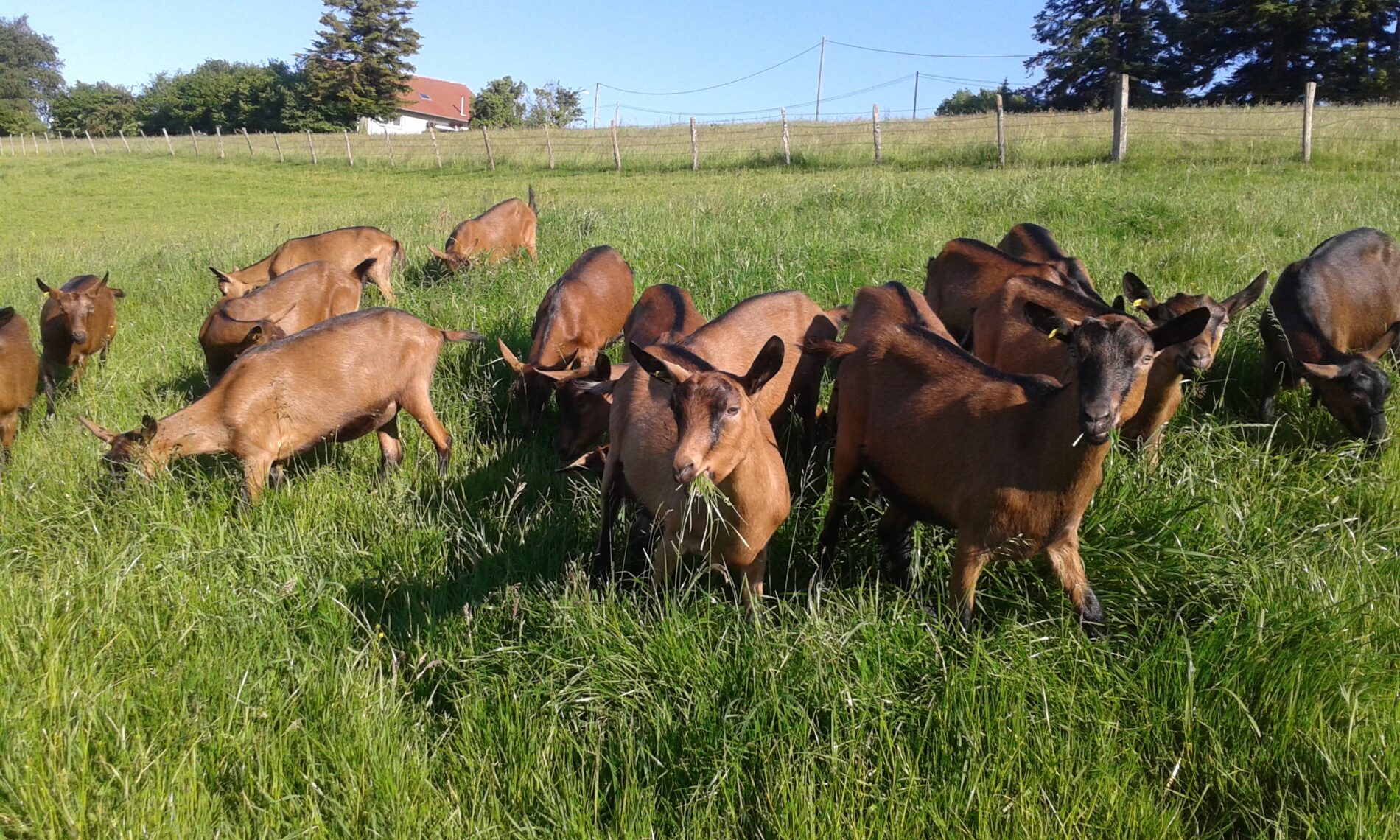 Un Dimanche à la Ferme - Chèvrerie du Mont de Fuans