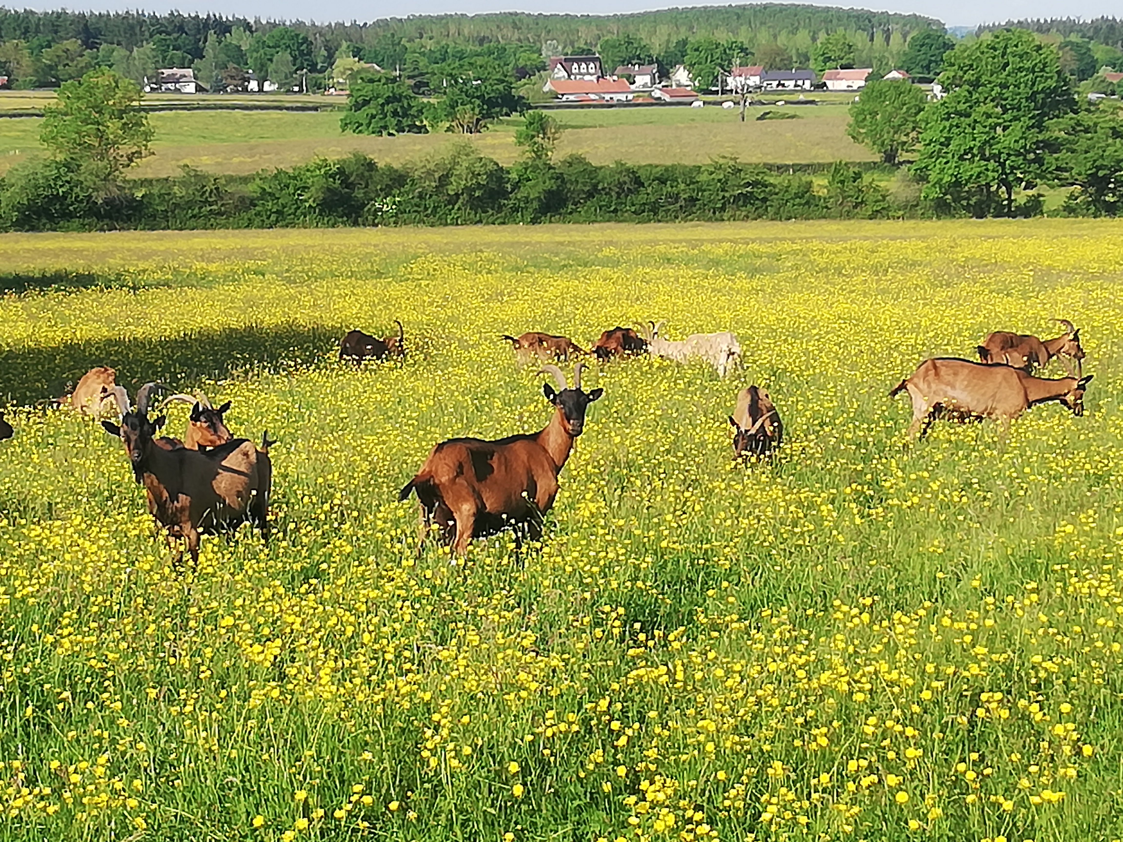 Nos chèvres