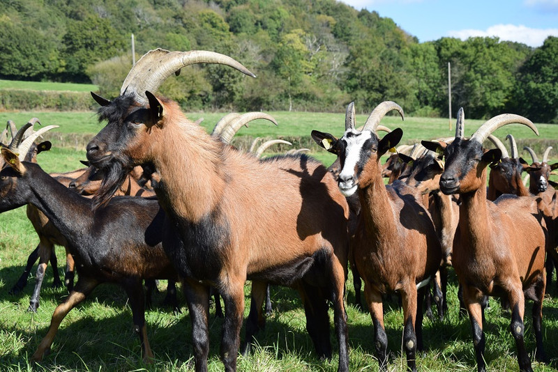 Les Chèvres de Charmasse