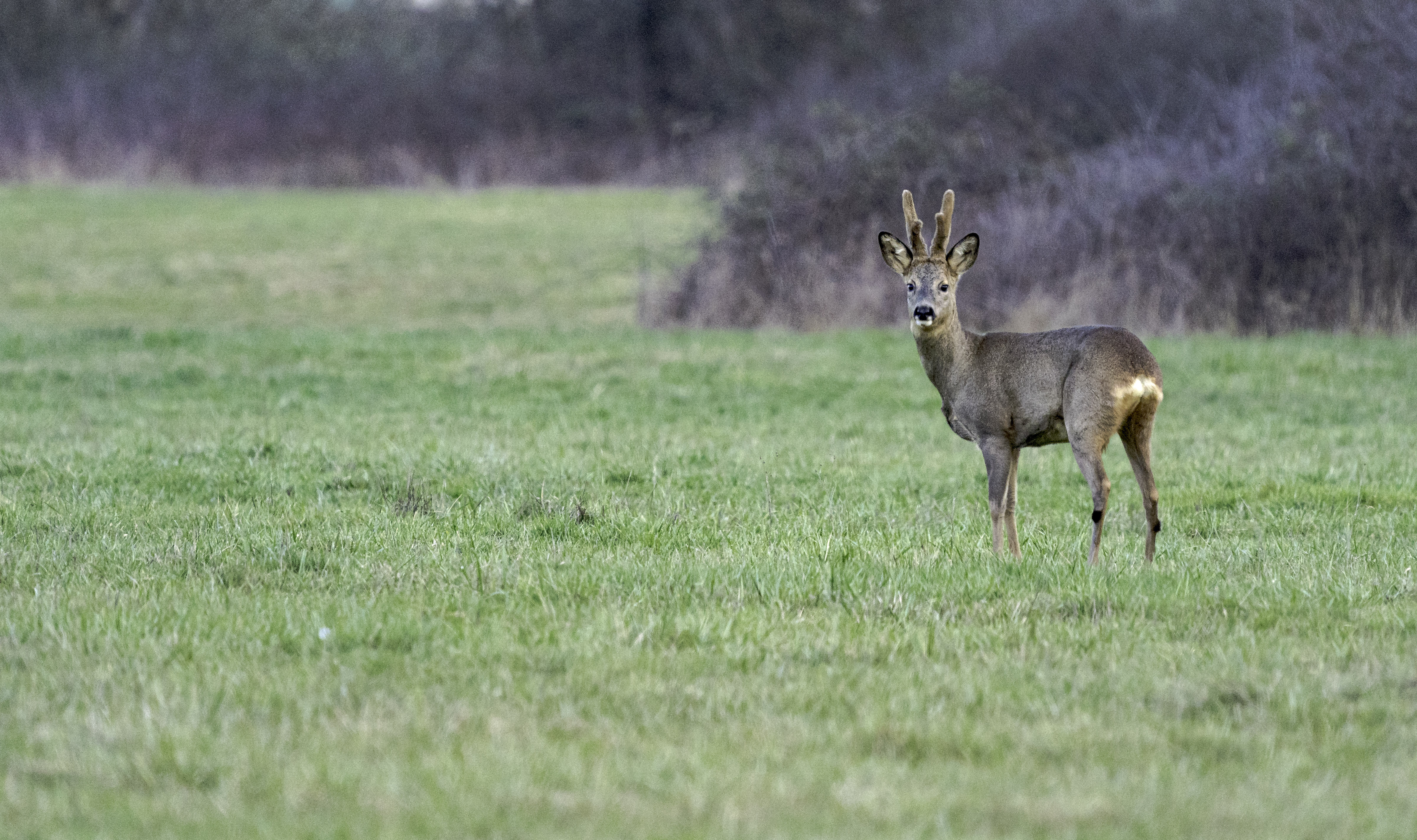 Conférence : "Traces et indices de la faune sauvage"