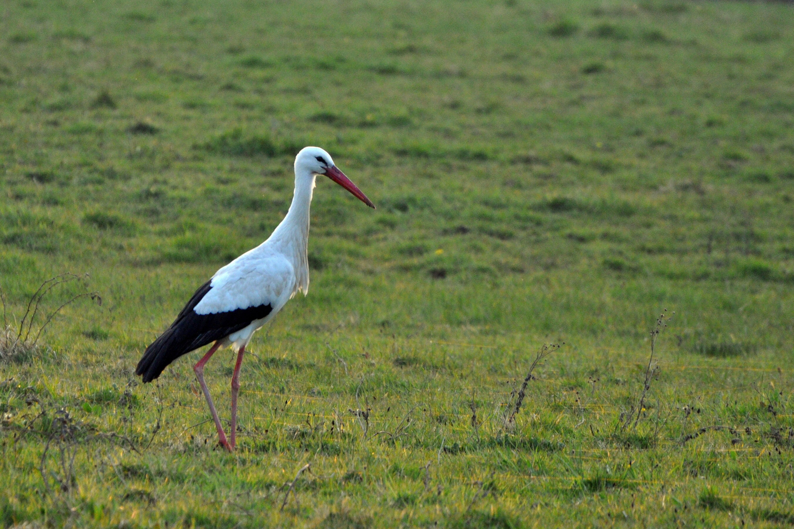 Oiseaux