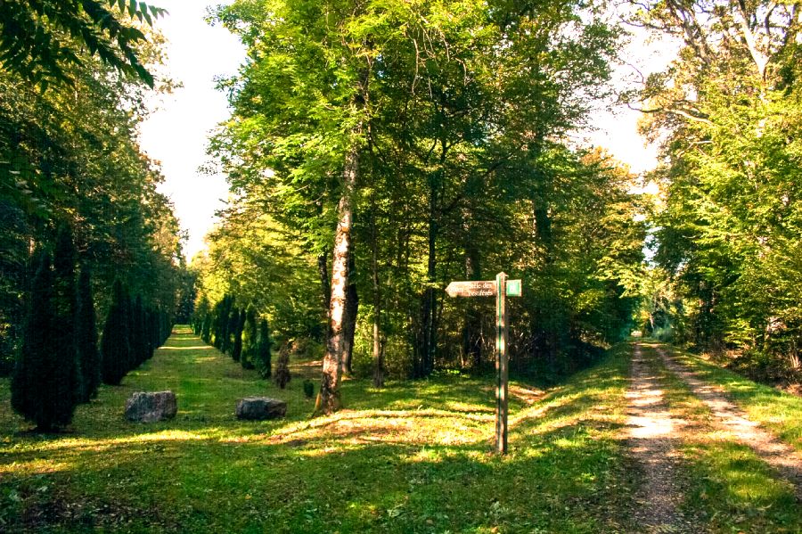 Bois des Fouchères