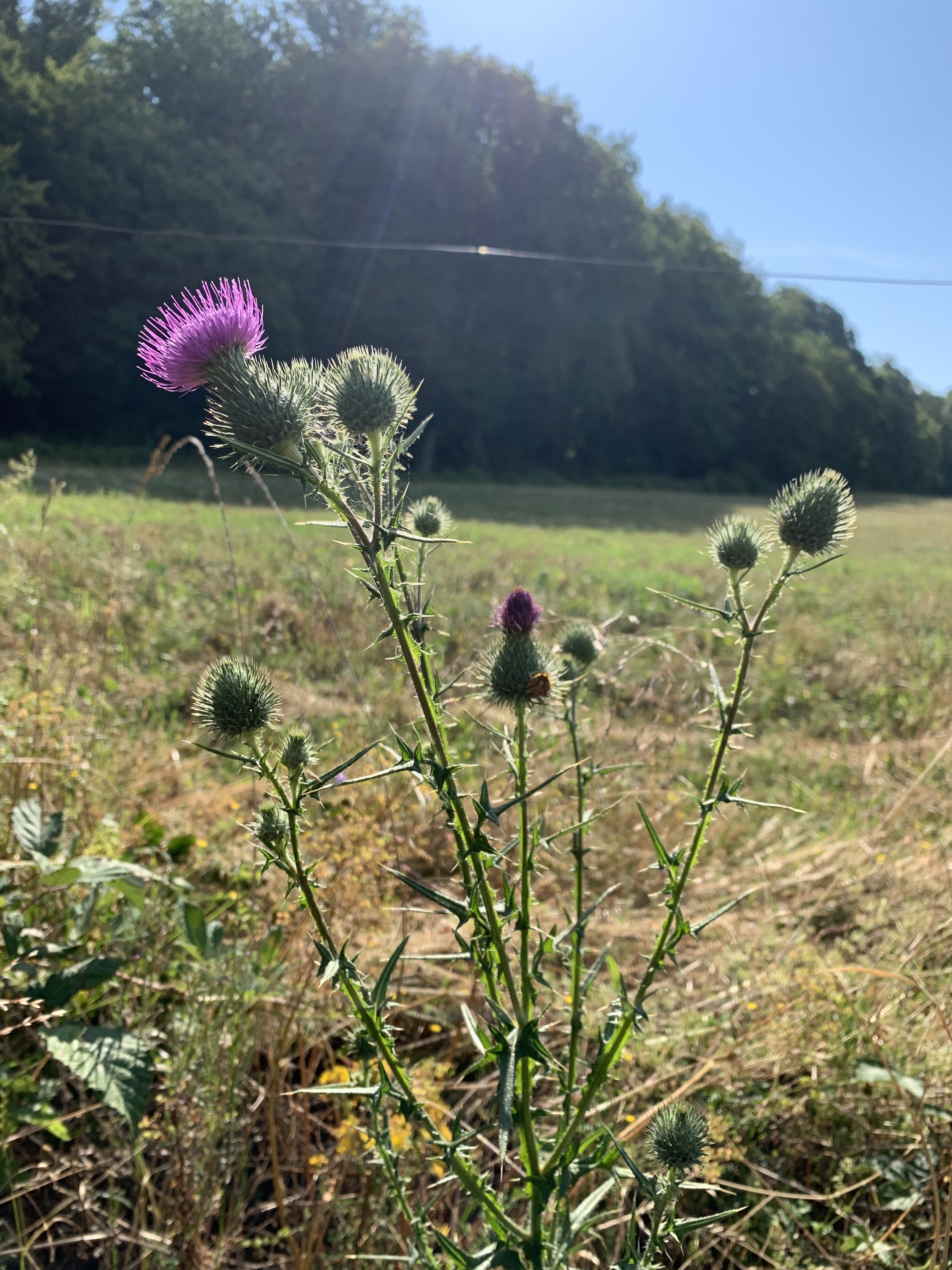 cirse commun fleur