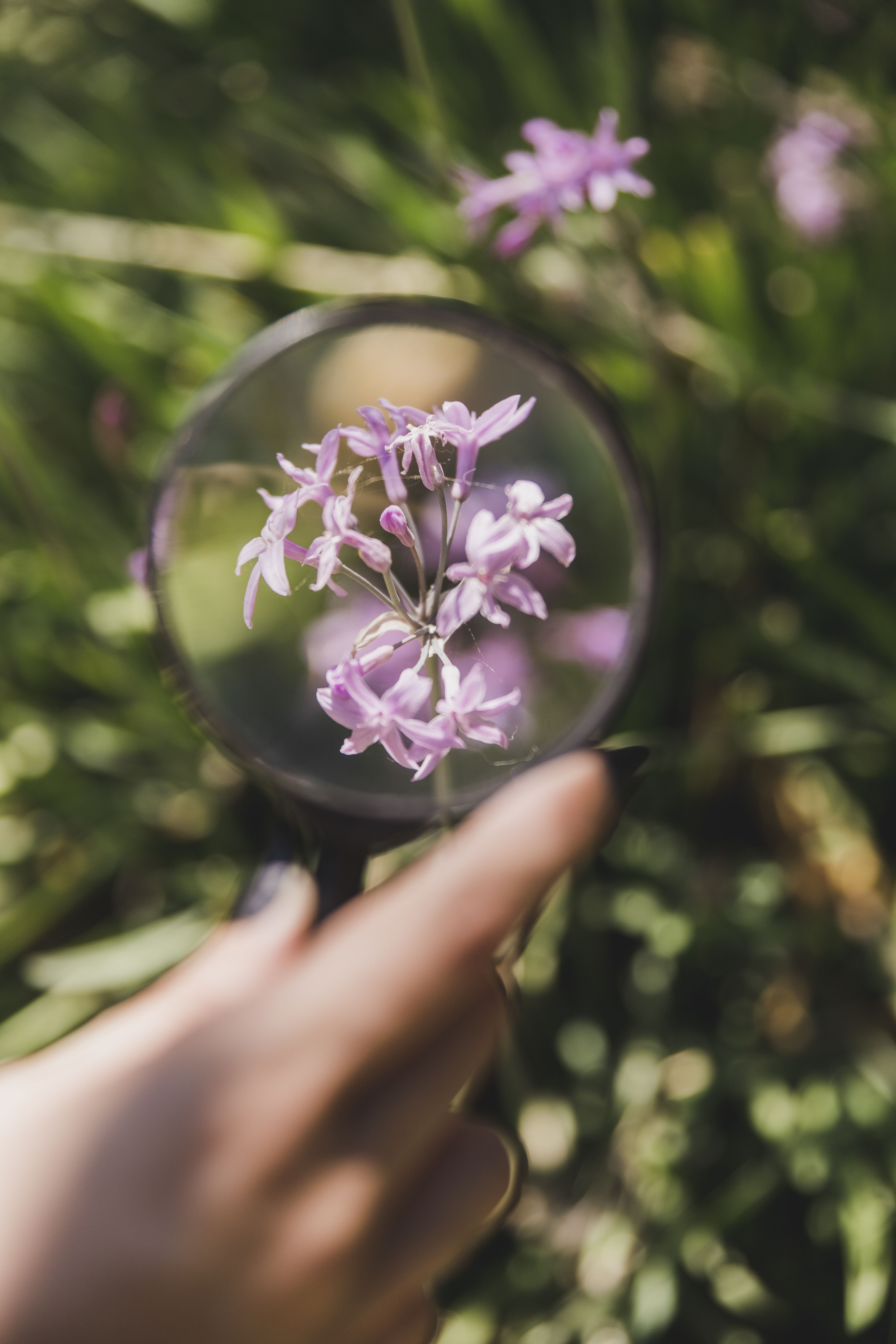 close-up-person-s-hand-holding-magnifying-glass-flower