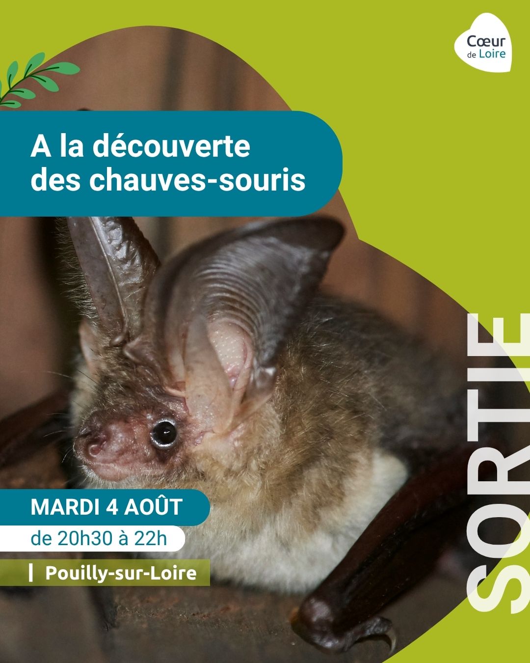 Club nature adulte - sortie "A la découverte des chauves-souris"