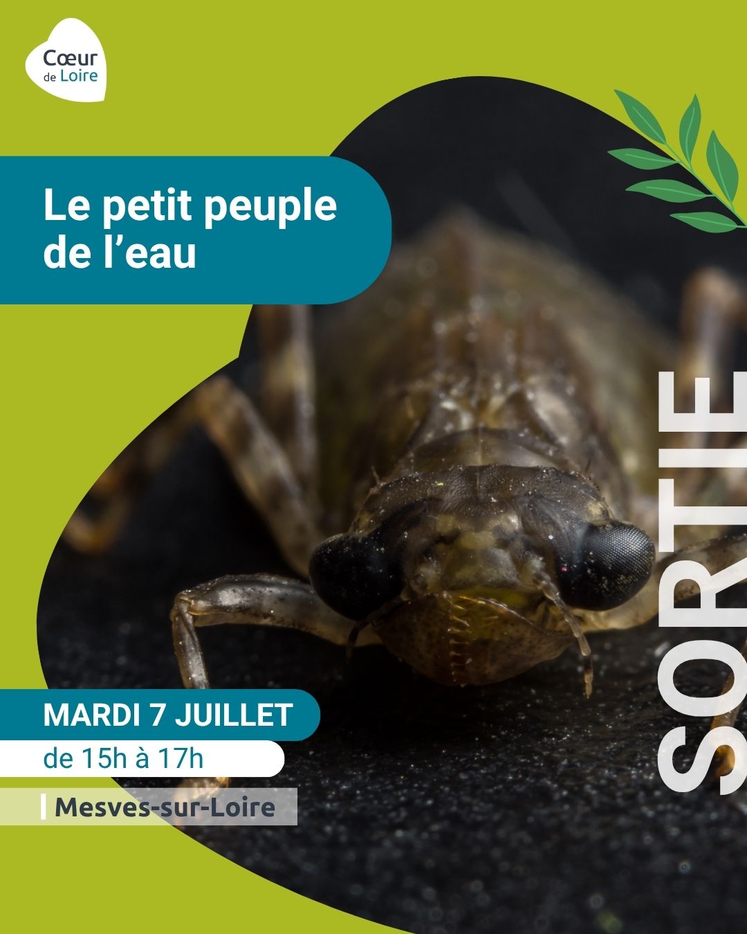 Club nature adulte "le petit peuple de l'eau"