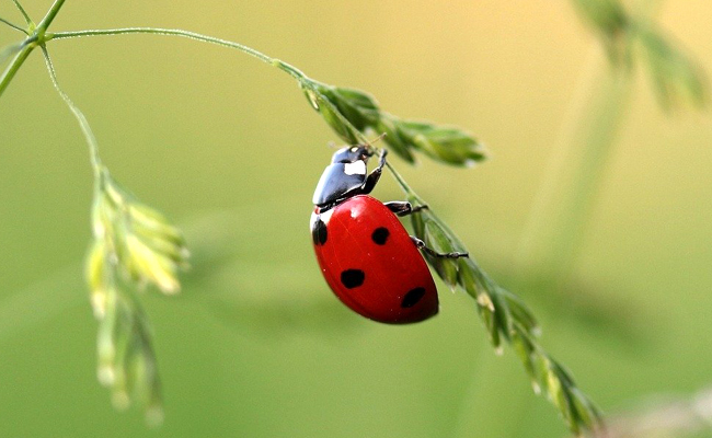 coccinelle