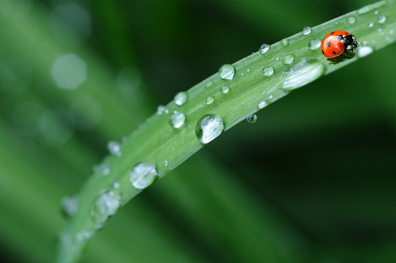 coccinelle